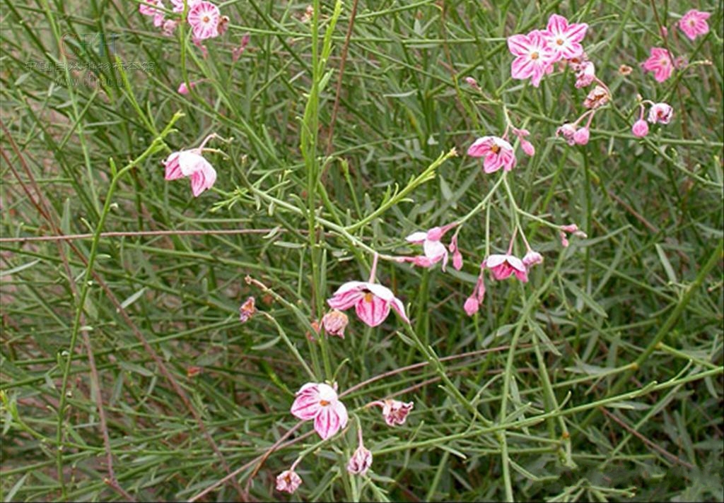  p>白麻(学名: i>apocynum pictum  /i>schrenk)是夹竹桃科,白麻属