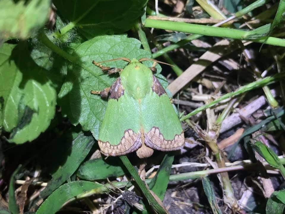  p data-id="gnbiqoc33w">褐边绿刺蛾(学名: i>parasa consocia /i> )