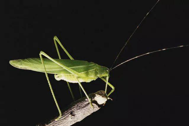 orpha /i>)是属于 a target="_blank" href="/item/锥头蝗科/7852562"