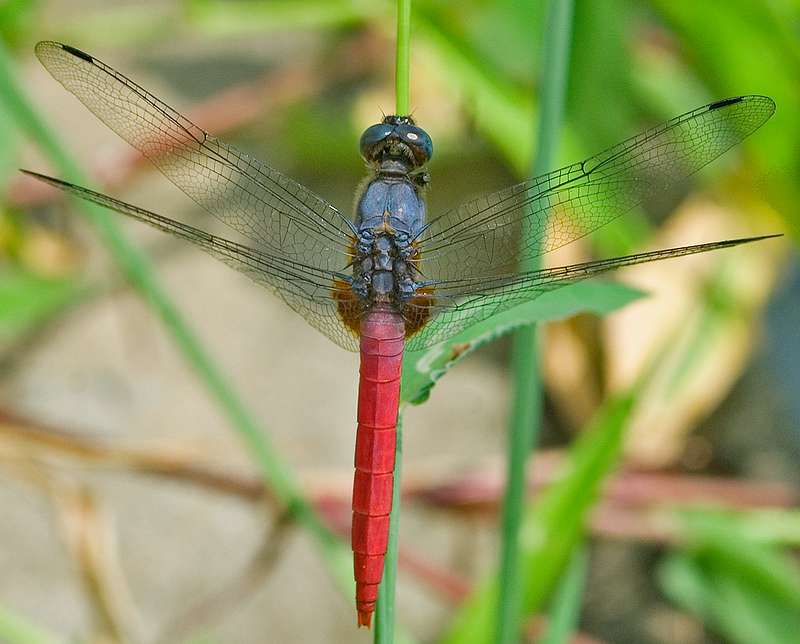  p>霜白蜻蜓腹部长33～36mm.