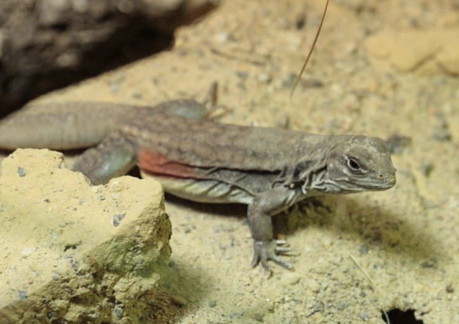  p>蜡皮蜥(学名: i>leiolepis reevesii /i>)是鬣蜥科,蜡皮蜥属爬行