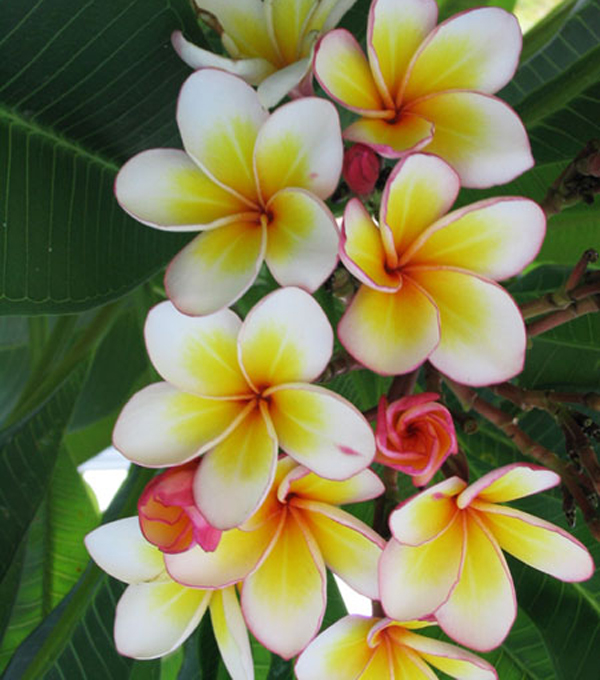 鸡蛋花