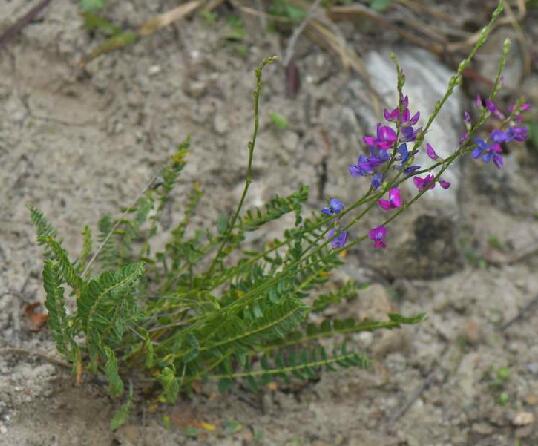  p>棘豆属(学名:oxytropis dc)是 a target="_blank" href="/item