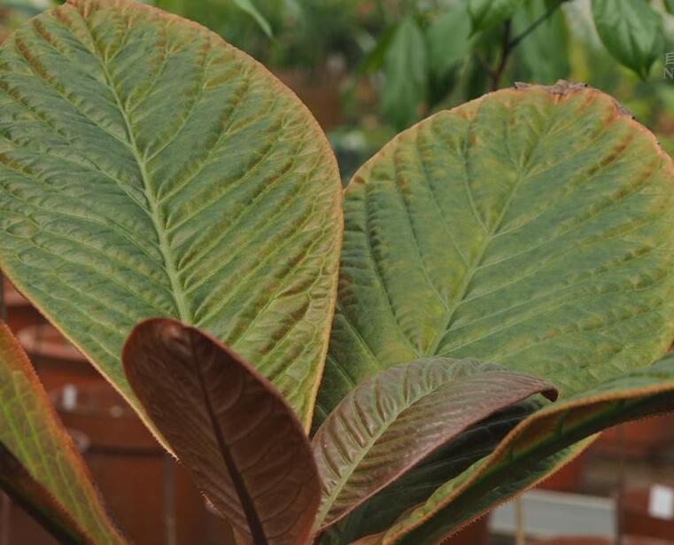  p data-id="gnfdeh3kqy">粗茎紫金牛( i>ardisia dasyrhizomatica /i