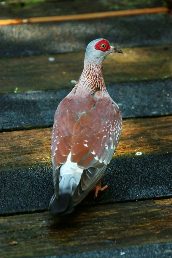  p>斑鸽,亦称鸽子,属于鸟纲鸽形目(columbiformes)鸠鸽科 (columbidae