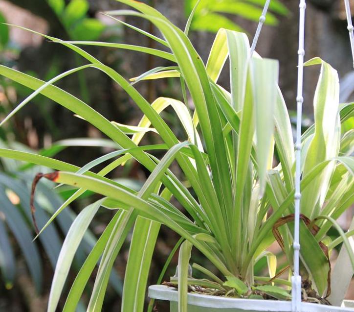  p>大叶吊兰(学名: i>chlorophytum /i>  i>malayense /i> ridl.