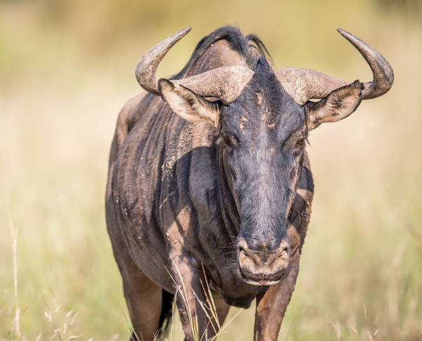 角马属 这种动物甚是奇异 百科ta说