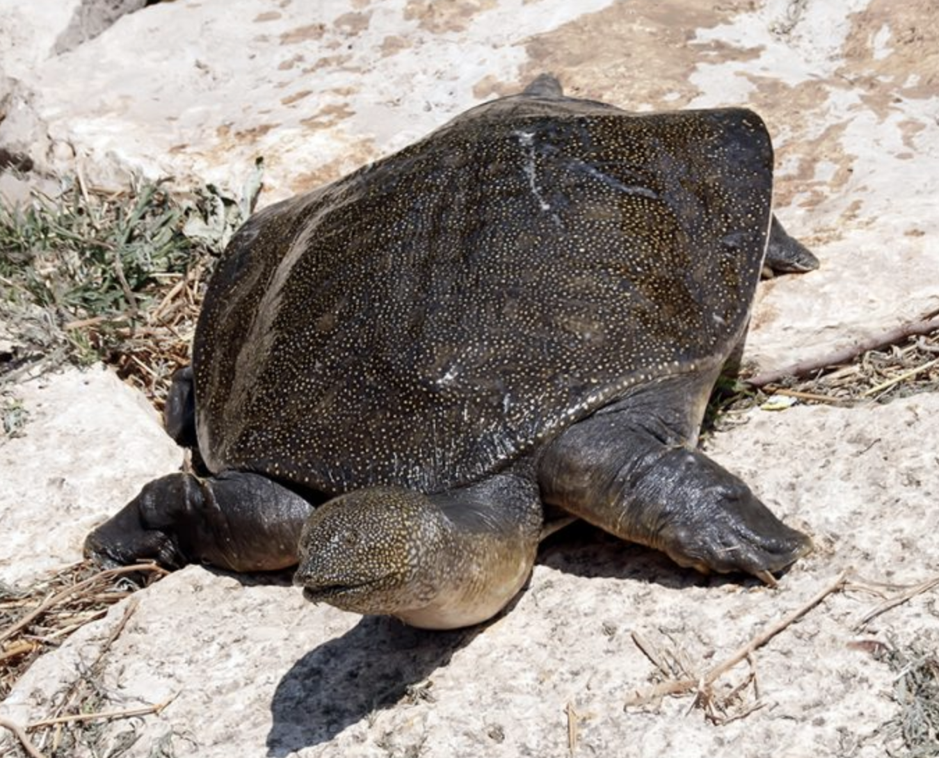 palea  steindachneri