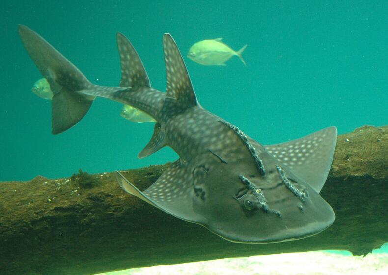  p>圆犁头鳐(学名: i>rhina ancylostoma) /i>是圆犁头鳐科,圆犁头鳐