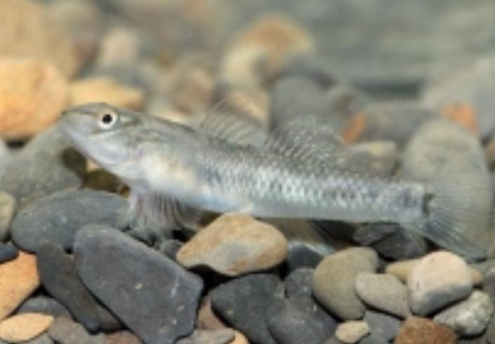  p>台湾地区特有的海源性鱼类种,头部略平扁,后部略侧扁;眼睛前方有一