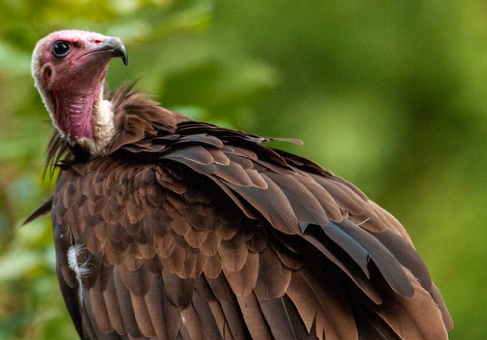  p>头巾兀鹫(学名: i>necrosyrtes monachus /i>):是鹰科,兀鹫属的一