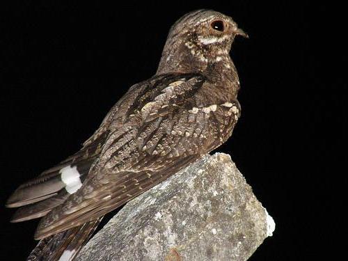  p>夜鹰科(caprimulgidae)鸟类的别名,有时亦指整个夜鹰目(caprimulgi