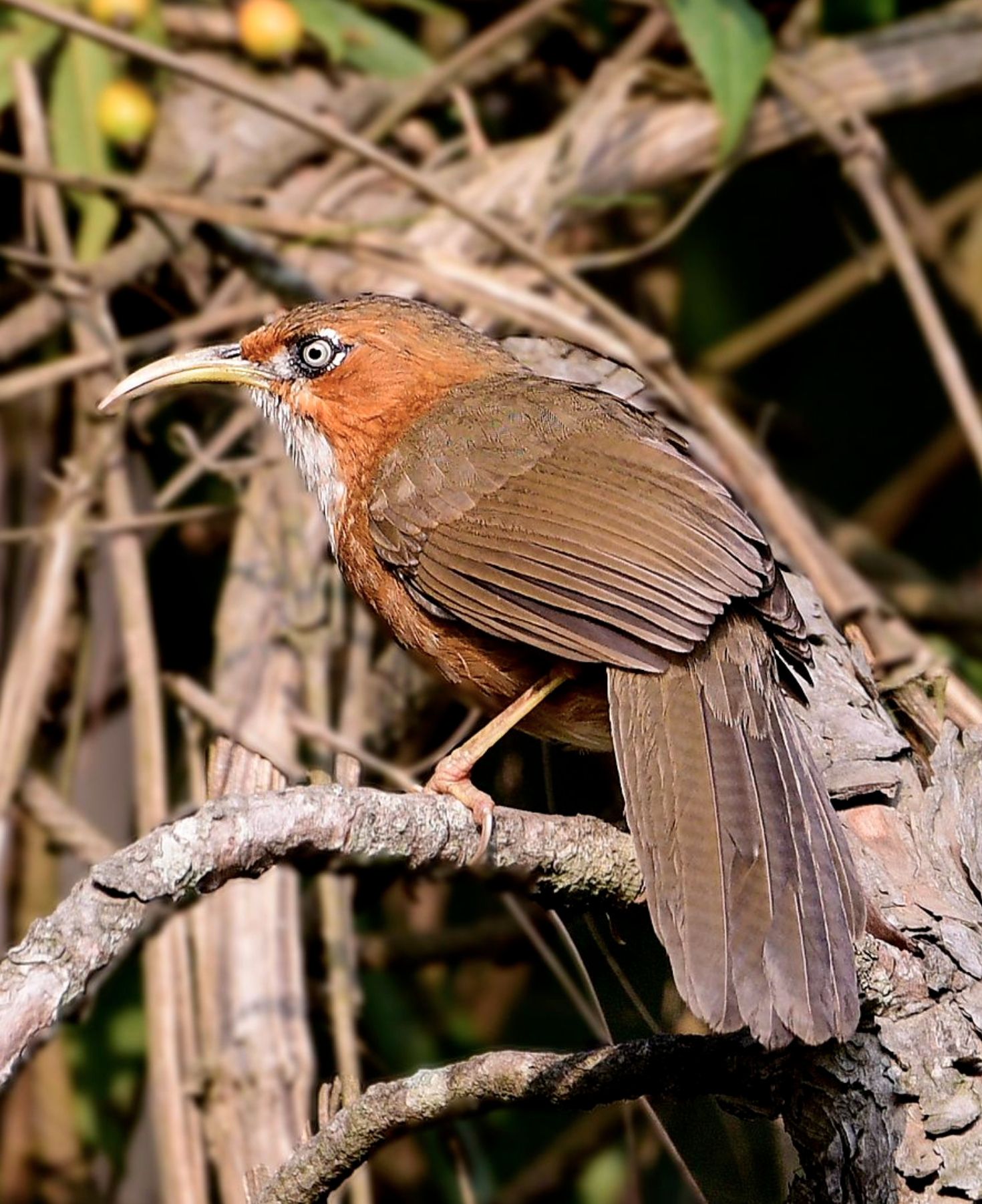  i>pomatorhinus erythrogenys /i>)是画眉科,钩嘴鹛属型鸟类,体长22