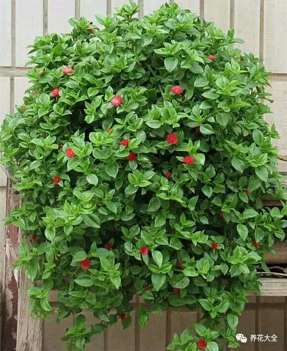 4种吊兰花，春天开花正盛，还有一种能食用_百科TA说