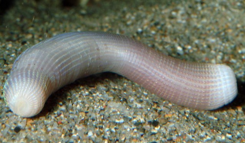  p>光裸星虫(学名: i>sipunculus nudus /i>)是星虫科,星虫属动物.