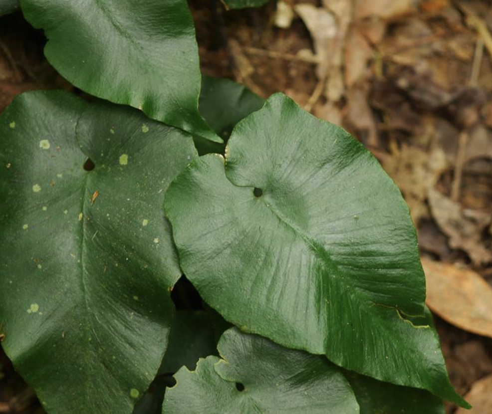  p>细辛蕨(学名: i>asplenium /i>  i>cardiophyllum /i> (hance)