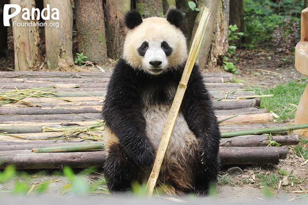 "t3u4okaunojg">润玥, a target="_blank" href="/item/大熊猫/34935"