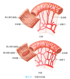 <p>空肠与回肠