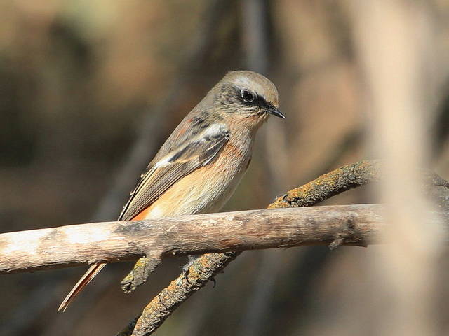  p>红背红尾鸲(学名: i>phoenicurus erythronotus /i>)是鹟科,红尾鸲