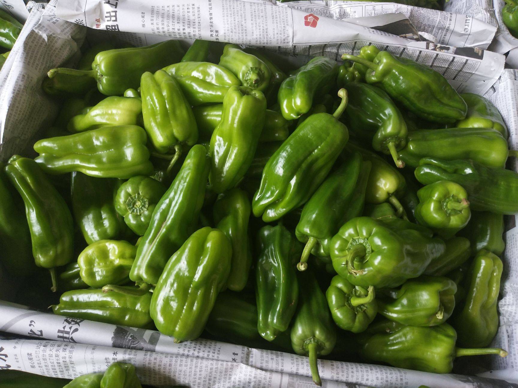  p>炮壳王是 a target="_blank" href="/item/辣椒属/5622201" data