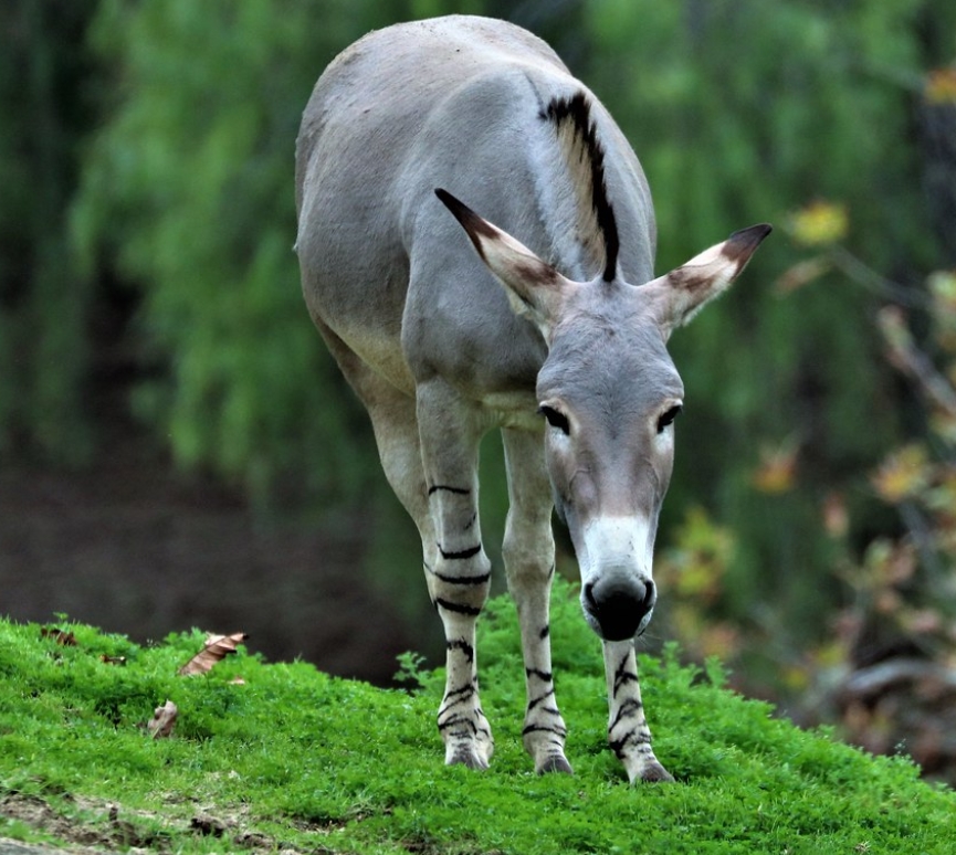 是马科,马属动物 a target="_blank" href="/item/非洲野驴/579983"