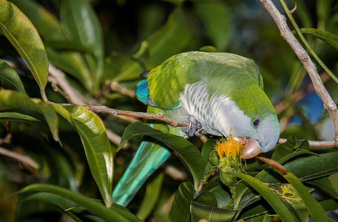  p>和尚鹦鹉(学名: i>myiopsitta monachus /i>)共有3个 a target="