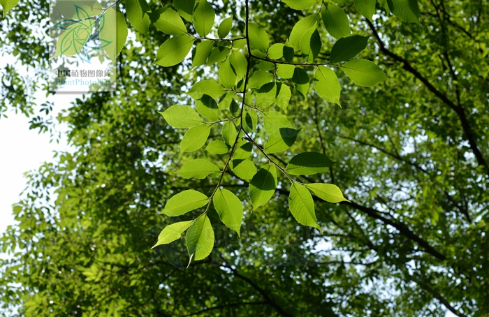  p>琅玡榆( a target="_blank" href="/item/学名/8074290" data