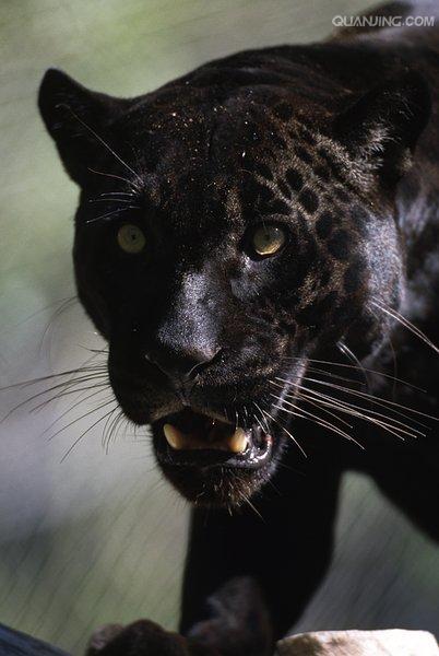  p>美洲豹,学名: i>panthera onca  /i>(linnaeus, 1758),又叫 a