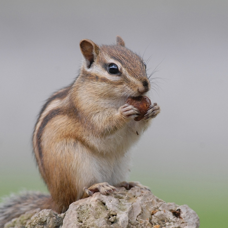  p>栗鼠生活在在非洲 a target="_blank" href="/item/马达加斯加">