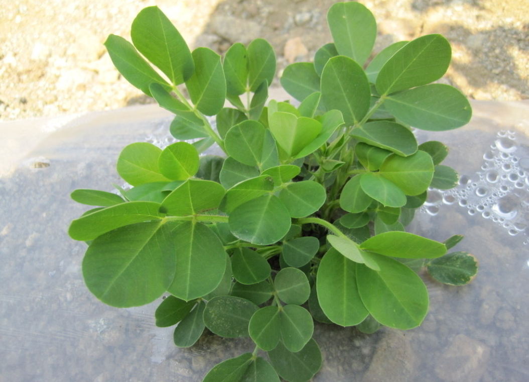 阿玛瑞罗平托花生