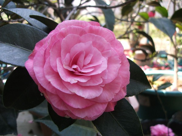  p>粉丹:福建别名—— a href="#" data-lemma