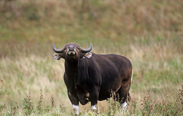  p>爪哇野牛(学名: i>bos javanicus /i>)是牛科,牛属动物.