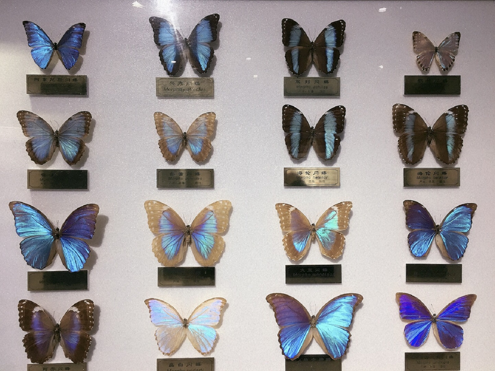  p>上海昆虫博物馆隶属 a href="#" data-lemmaid="4359465">中国科学