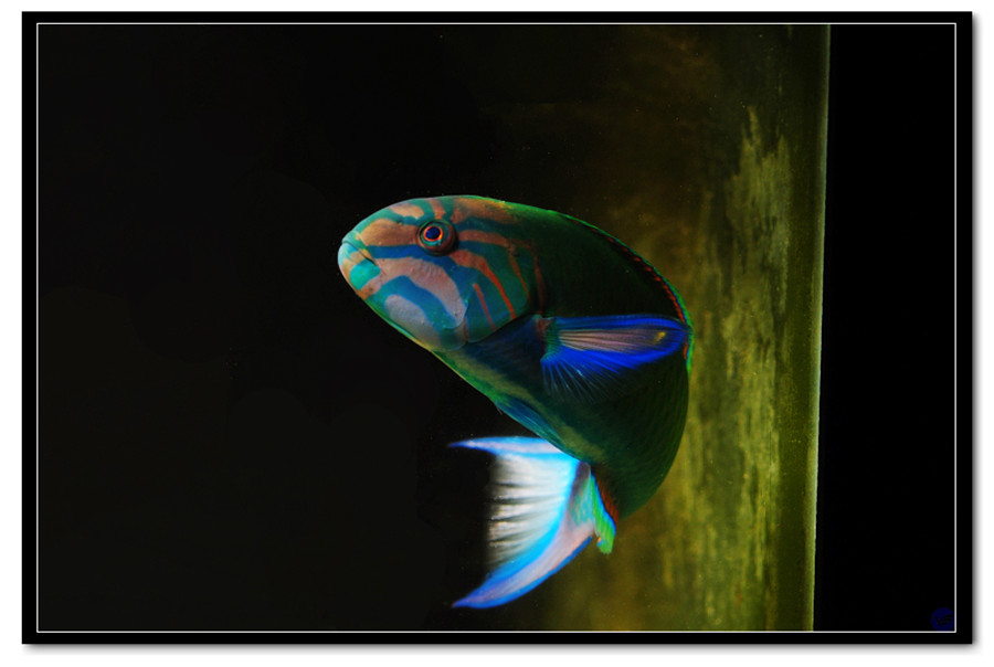  p>新月锦鱼(thalassoma lunare)又称青衣龙,花面龙,花面绿龙,为鲈形