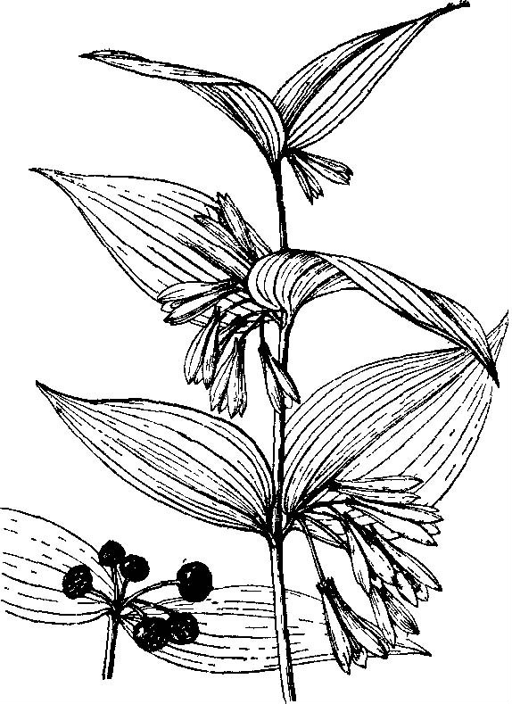 距花万寿竹