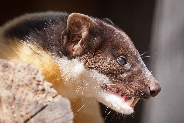  p>黄喉貂(学名: i>martes flavigula /i>):共有10个 a target="