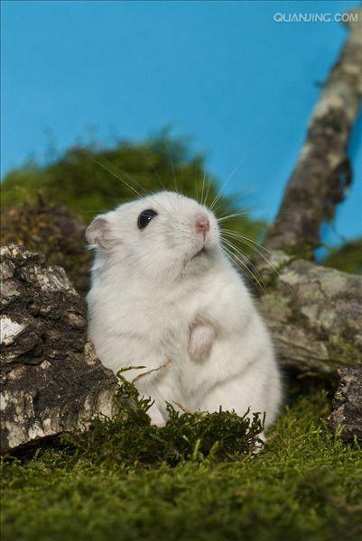  p data-id="gnwswt8o1p">仓鼠在冬天随着阳光的照射毛色会有一半野生
