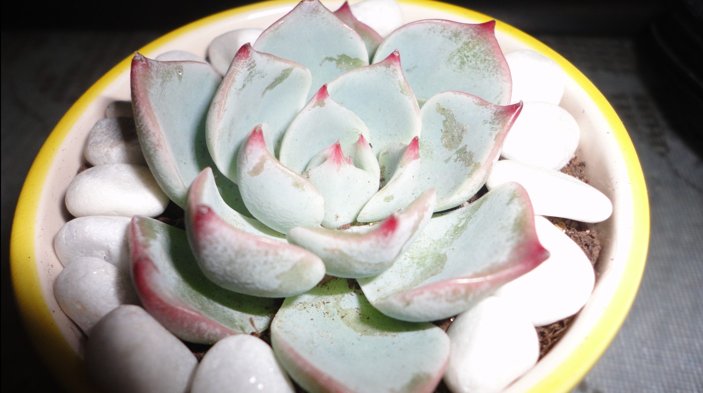  p>江户紫,景天科 a href="#" data-lemmaid="3397082">伽蓝菜属 /a>