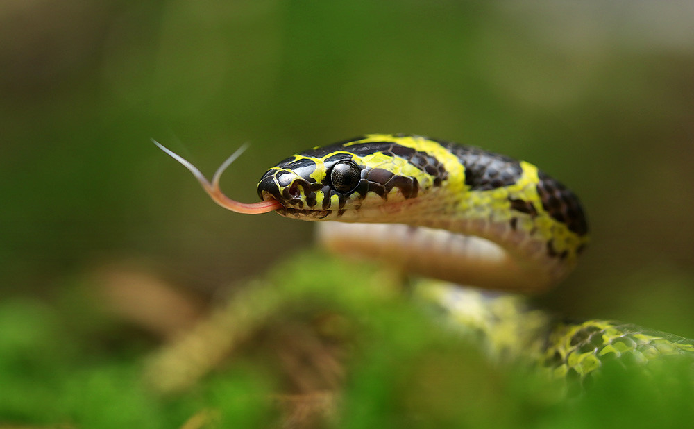 dinodon  flavozonatum