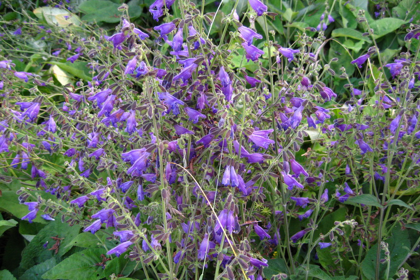 salvia przewalskii maxim.