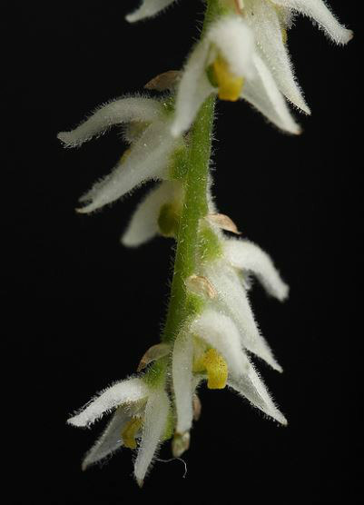  p>落叶石豆兰(学名: i>bulbophyllum hirtum /i>  (j. e.