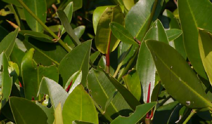 是红树科红树属的乔木或灌木.