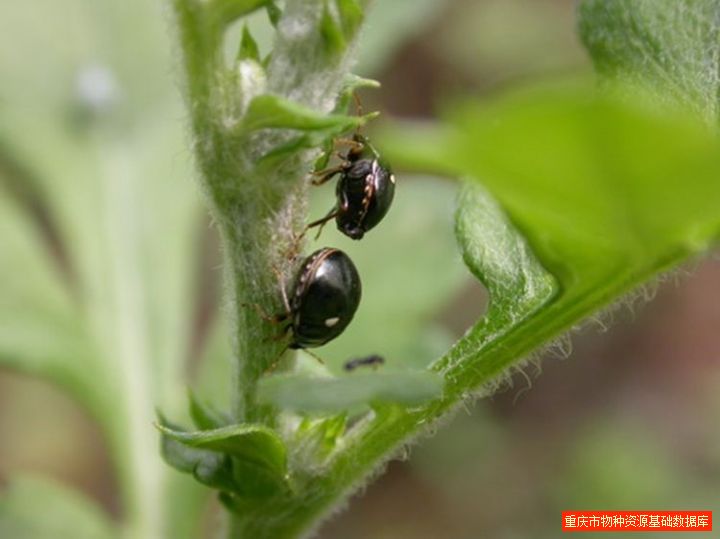  /a>(hemiptera), a target="_blank" href="/item/龟蝽科/6258821"