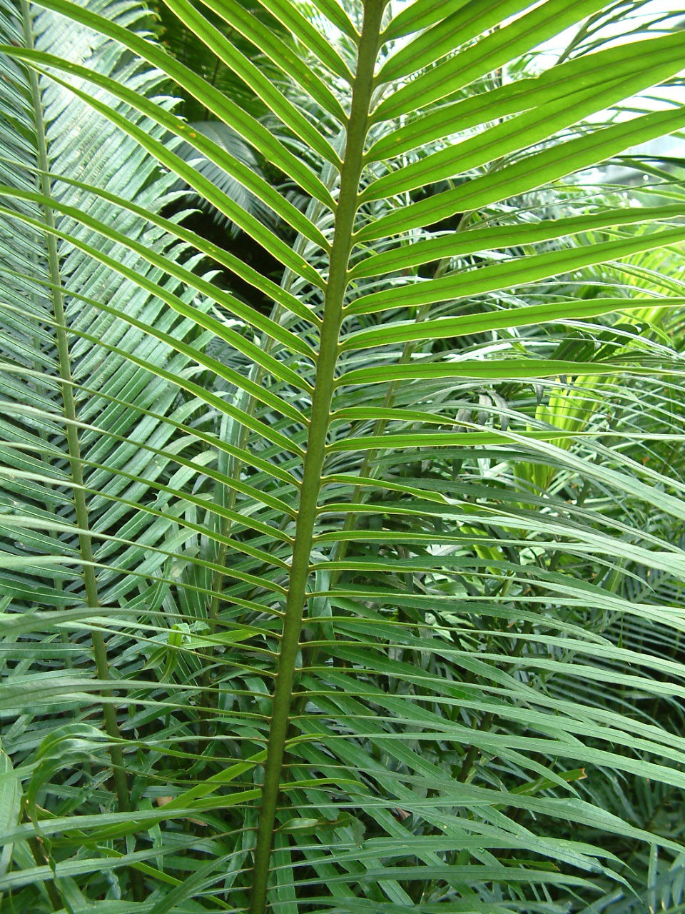  p data-id="tbtvhjwjdayr">华南苏铁是苏铁科苏铁属植物,高4-8米