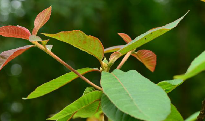 贵州桤叶树