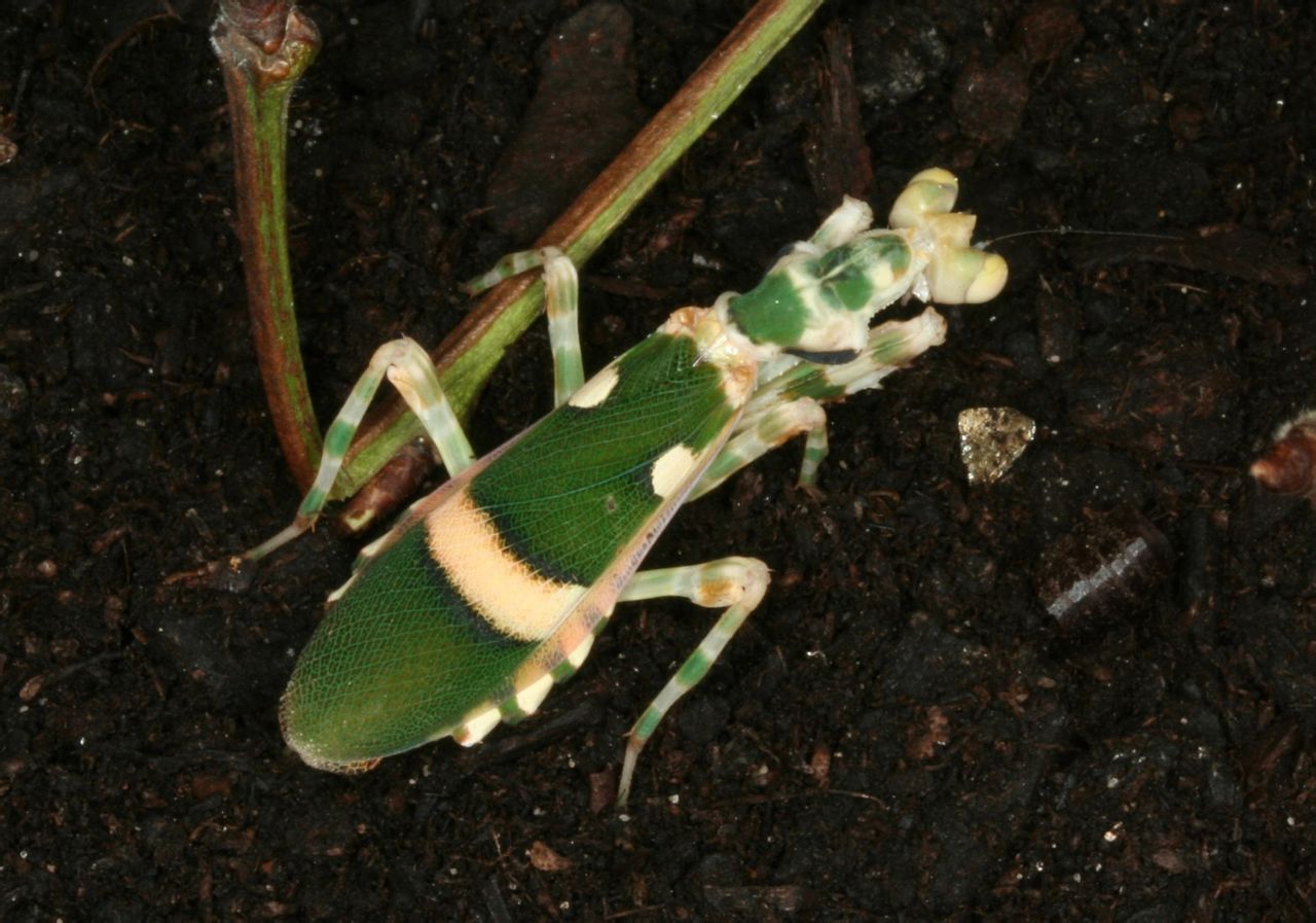 " data-lemmaid="1622398">节肢动物门 /a>昆虫纲螳螂目弧纹螳属生物