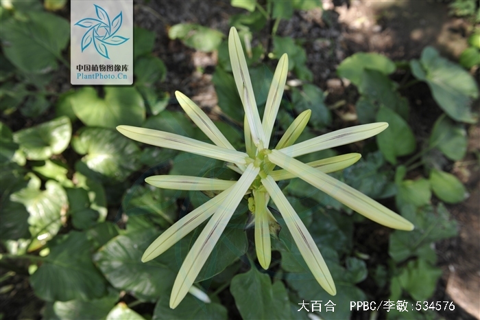  p>大百合(拉丁学名: i>cardiocrinum giganteum /i>(wall.