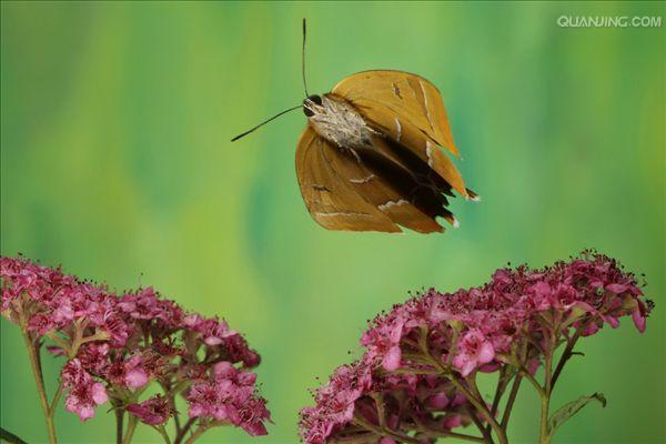  p>棕灰蝶,euchrysops cnejus fabricius,为 a target="_blank" href=