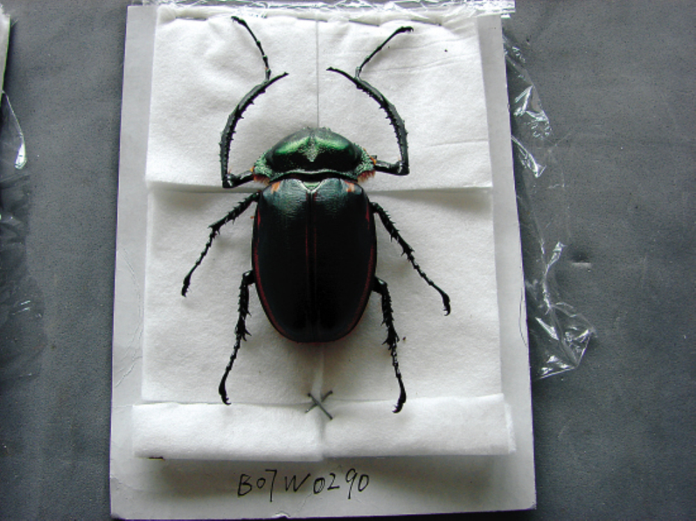  p>彩臂金龟cheirotonus spp是属于鞘翅目coleoptera臂金龟科euchiri