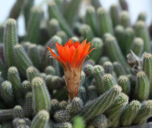 >白檀柱(学名: i>chamaecereus silvestrii /i>)是仙人掌科白檀属植物